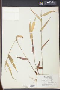 Panicum latifolium image