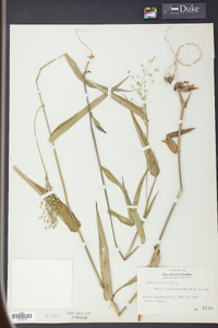 Panicum latifolium image