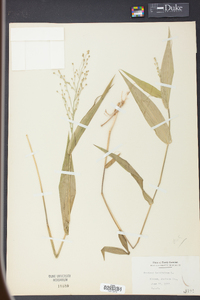 Panicum latifolium image