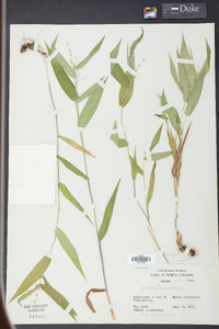 Panicum latifolium image