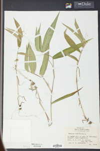 Panicum latifolium image