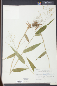 Panicum latifolium image