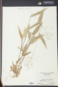 Panicum latifolium image