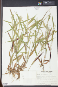 Panicum laxiflorum image