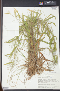 Panicum laxiflorum image