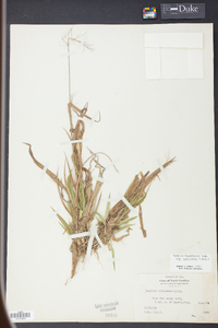 Panicum laxiflorum image