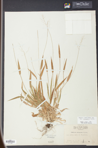 Panicum laxiflorum image