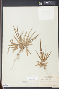 Panicum laxiflorum image