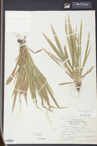 Panicum laxiflorum image