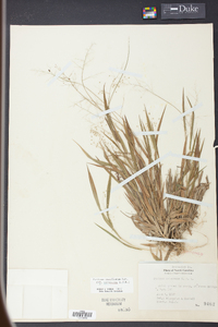 Panicum laxiflorum image