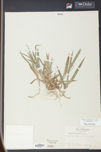Panicum laxiflorum image