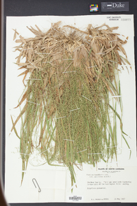 Panicum laxiflorum image