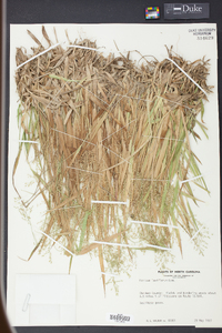 Panicum laxiflorum image