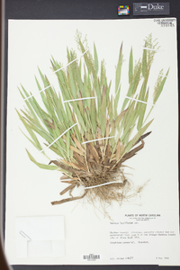 Panicum laxiflorum image