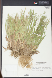 Panicum laxiflorum image