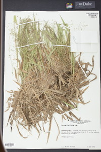 Panicum laxiflorum image