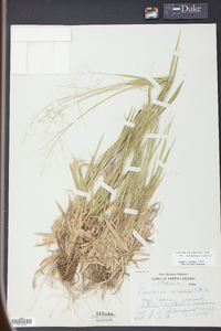 Panicum laxiflorum image