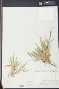 Panicum laxiflorum image