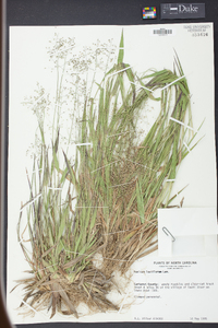 Panicum laxiflorum image