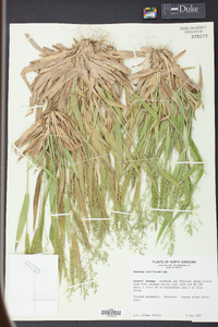 Panicum laxiflorum image