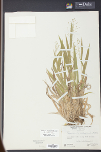 Panicum laxiflorum image