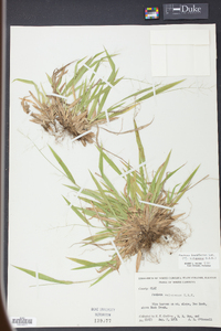 Panicum laxiflorum image