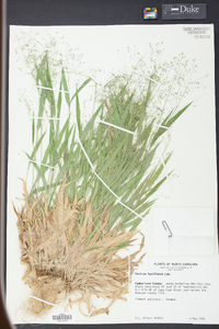 Panicum laxiflorum image