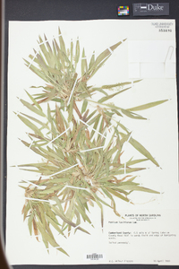 Panicum laxiflorum image