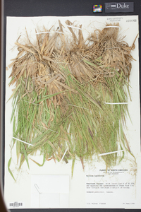 Panicum laxiflorum image