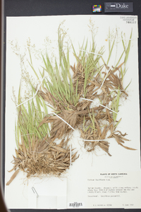 Panicum laxiflorum image