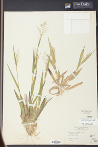 Panicum laxiflorum image