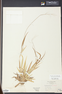 Panicum laxiflorum image