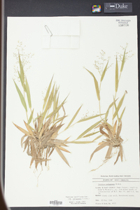 Panicum laxiflorum image