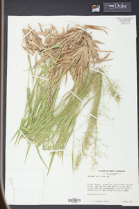 Panicum laxiflorum image