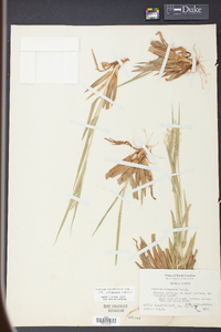 Panicum laxiflorum image