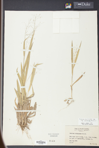 Panicum laxiflorum image