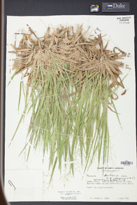 Panicum laxiflorum image