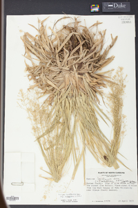 Panicum laxiflorum image