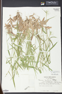 Panicum laxiflorum image