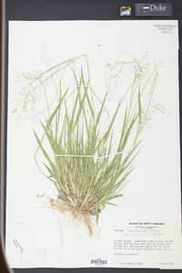 Panicum laxiflorum image