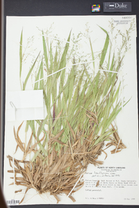 Panicum laxiflorum image