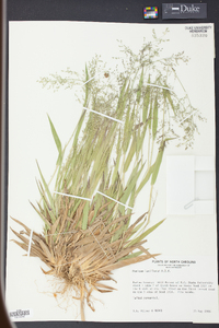 Panicum laxiflorum image