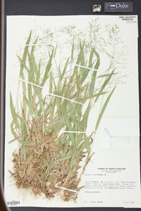 Panicum laxiflorum image