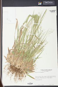 Panicum laxiflorum image