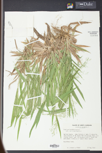 Panicum laxiflorum image