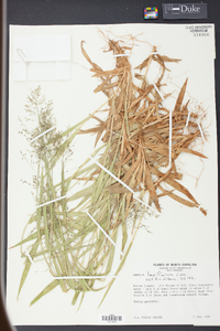 Panicum laxiflorum image