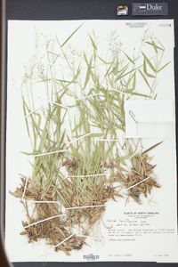 Panicum laxiflorum image