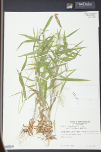 Panicum laxiflorum image