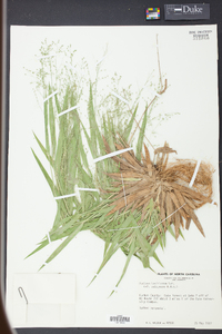 Panicum laxiflorum image