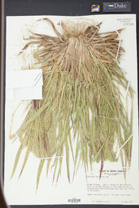 Panicum laxiflorum image